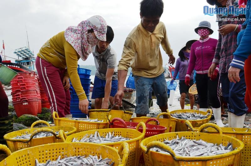 cá cơm, đánh bắt cá cơm, trúng đậm cá cơm, thủy sản,  đánh bắt thủy sản