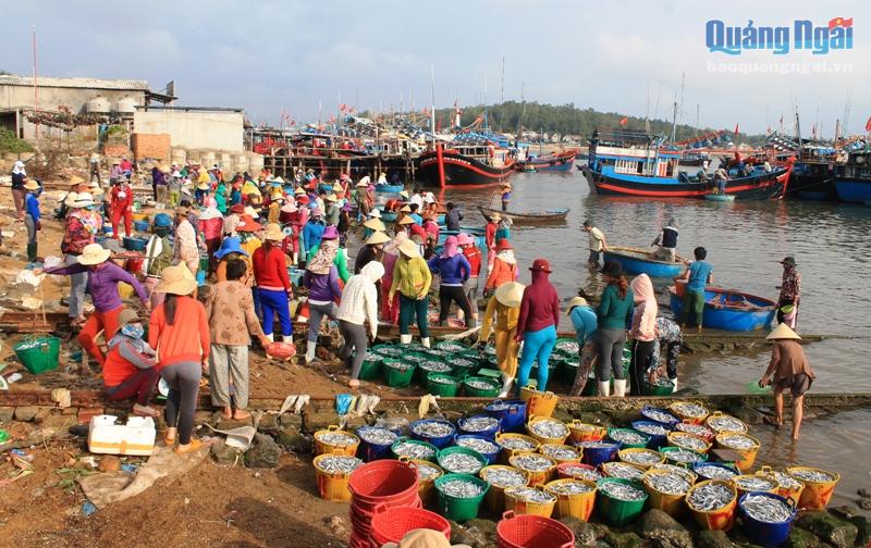 cá cơm, đánh bắt cá cơm, trúng đậm cá cơm, thủy sản,  đánh bắt thủy sản