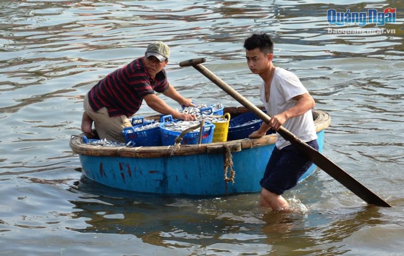 cá cơm, đánh bắt cá cơm, trúng đậm cá cơm, thủy sản,  đánh bắt thủy sản