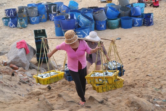 khai thác thủy sản, khai thác cá, đánh bắt cá, khai thác cá, giá cá, cá 