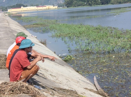 Cá chết không rõ nguyên nhân khiến nhiều hộ nuôi cá đứng ngồi không yên. Ảnh: Nguyễn Trường