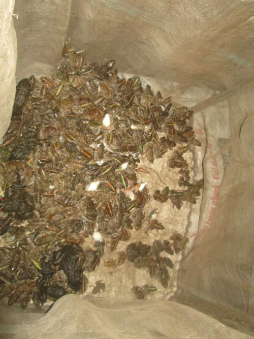 nhái