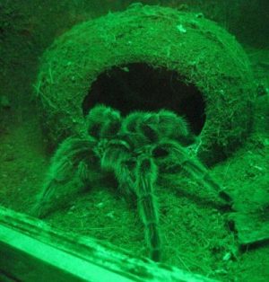 Nhện Tarantula, hay còn gọi là nhện sát thủ, được nhiều bạn trẻ yêu thích