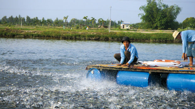 nhiệt độ thích hợp cho cá