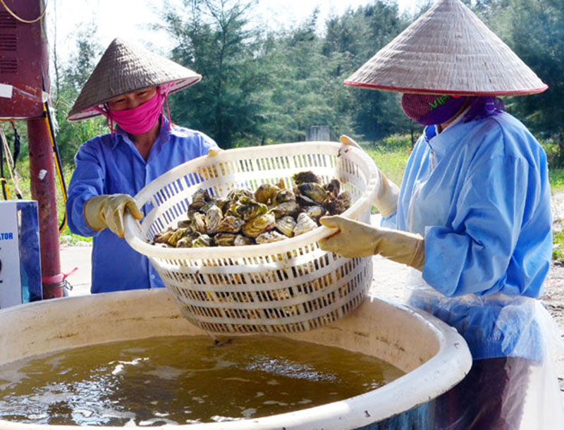 hàu, nuôi hàu, chế biến hàu, nuôi hàu Quảng Ninh, hàu Quảng Ninh