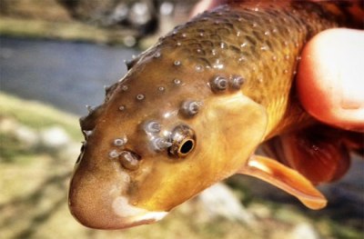 Nốt sần. Trên đầu cá đực thuộc loài Stoneroller và Bluehaed Chubs thường xuất hiện những nốt sần khi chúng đến mùa sinh sản và bị rụng đi khi mùa sinh sản đã hết. Cũng giống như kype, những nốt sần này được dùng để thể hiện sức mạnh với phái nữ, hay để tấn công đối thủ. Nhiều loài cá, nốt sần này còn  mọc ở vây hậu môn, được cho là giúp chúng đào và tạo ra một khu đẻ trứng thích hợp.
