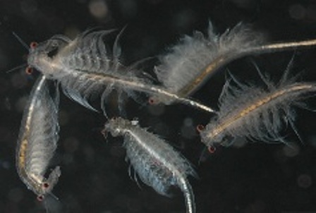 nuoi artemia