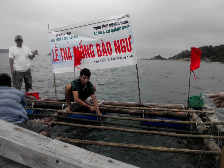 nuôi bào ngư 9 lỗ, nuôi bào ngư, nuôi bào ngư Quảng Ninh, nuôi bào ngư ở Cô Tô