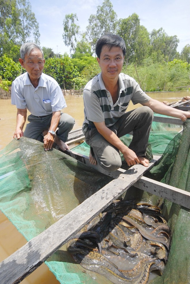 Những loài cá mang lại bạc tỷ cho nông dân