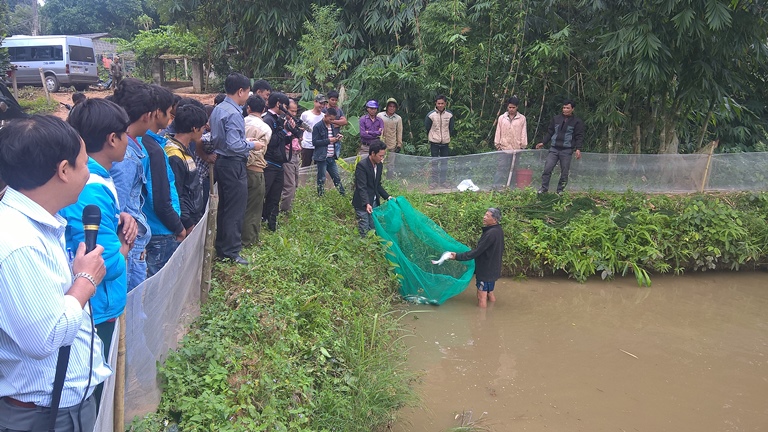 Mô hình khuyến nông, nuôi cá ở miền núi, nuôi cá Hướng Hóa, nuôi cá, cá, mô hình nuôi cá
