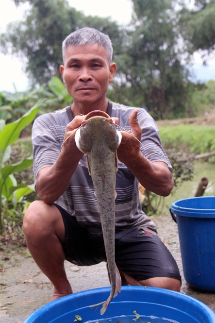 nuôi cá leo, mô hình nuôi cá, nuôi cá leo trong ao đất, kỹ thuật nuôi cá leo