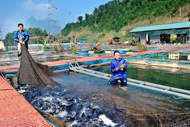 nuôi cá lồng theo VietGAP, nuôi cá lồng, nuôi cá lồng Tuyên Quang, nuôi cá đặc sản