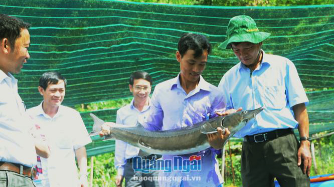 nuôi cá lồng, nuôi cá miền núi, nuôi cá, nuôi cá tầm, thủy sản, thủy sản Quãng Ngãi