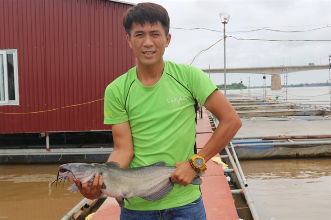 Cá lăng nuôi, nuôi cá lồng, nuôi cá, nuôi cá trên sông hồng, nuôi cá trên sông hồng