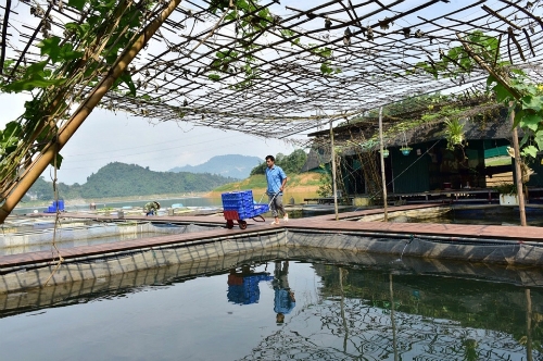 nuôi cá trong lòng hồ Na Hang