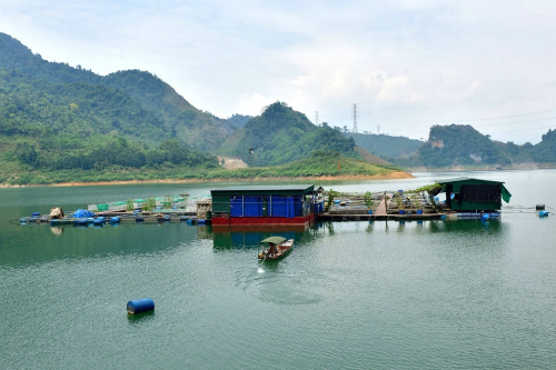 Nuôi cá trong lòng hồ 