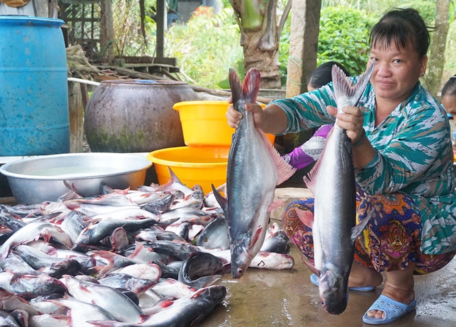 giá cá tra, giá cá tra nguyên liệu, nuôi cá tra, thủy sản, vùng nuôi cá tra, giống cá tra