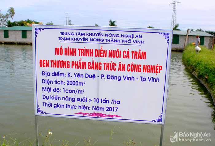 cá trắm, nuôi cá đen, cá trắm, nuôi cá trắm, nuôi cá, cá nước ngọt, nuôi cá trắm đen ở TP Vinh