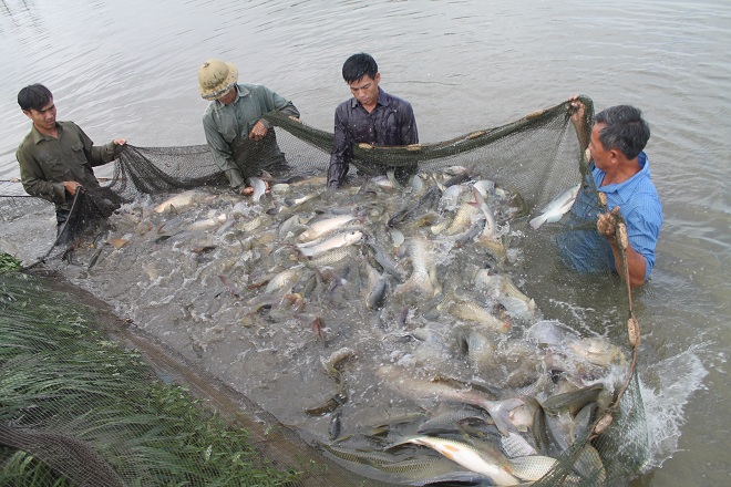 nuôi cá trắm giòn, kỹ thuật nuôi cá trắm giòn, nuôi cá trắm, kỹ thuật nuôi cá trắm