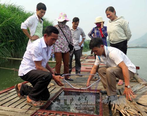 nuôi cá ở tuyên quang