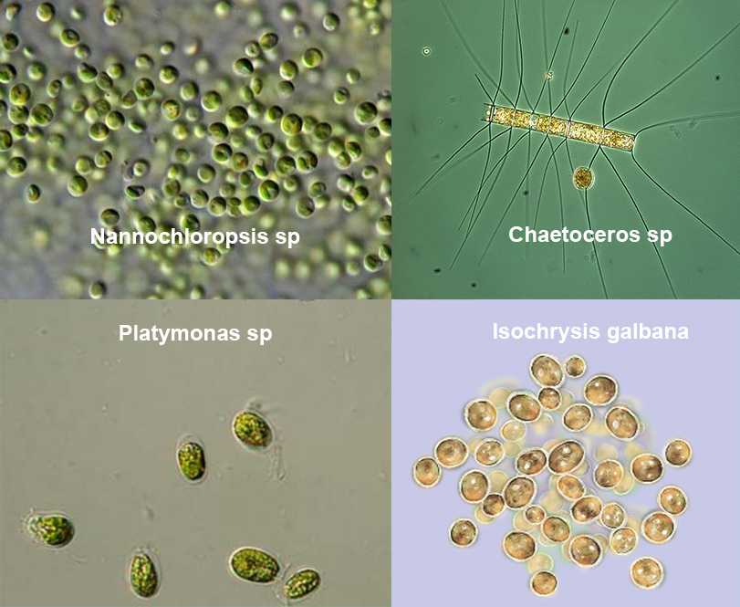 Nannochloropsis sp, Chaetoceros sp, Platymonas sp, Isochrysis galbana