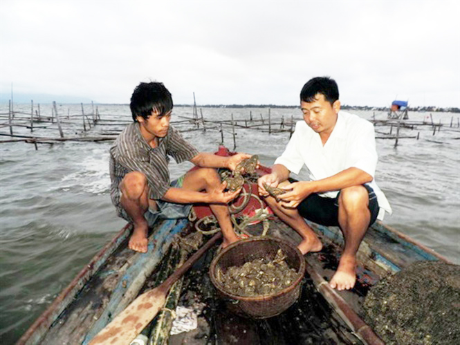 thủy sản, giống thủy sản, giống hàu, giống tôm, giống cá, cá, tôm, hàu