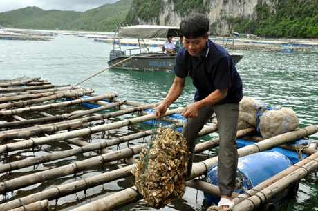 Nuôi hàu tại xã Bản Sen (Vân Đồn).