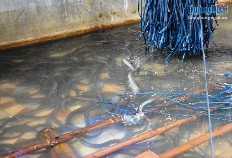 nuôi lươn, kinh nghiệm nuôi lươn, nuôi lươn không bùn dây ni lon