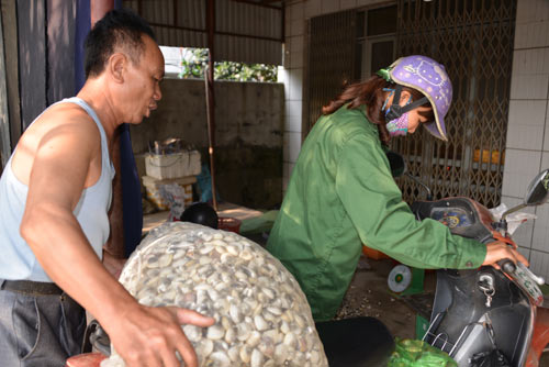 nuôi nghao, nuôi ngao Quảng Ninh, ngao chết hàng loạt, nông dân nuôi ngao