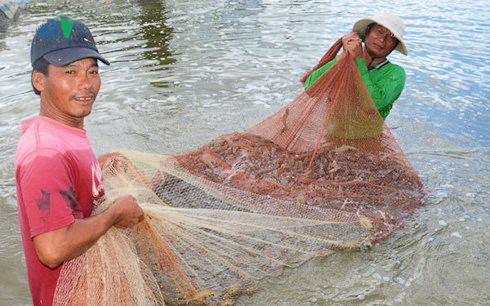 ngành tôm, chế biến tôm, xuất khẩu tôm, xuất khẩu thủy sản, thủy sản, nuôi tôm