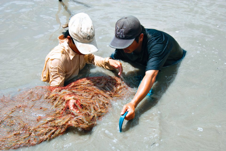 nuôi tôm Cà Mau, nuôi tôm, mô hình nuôi tôm, nuôi tôm siêu thâm canh