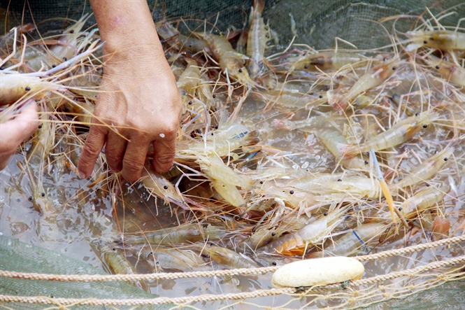 nuôi tôm càng xanh, mô hình nuôi kết hợp, mô hình nuôi tôm, nuôi tôm càng xanh trong ruộng lúa, nuôi tôm trong ruộng lúa, con tôm ôm cây lúa