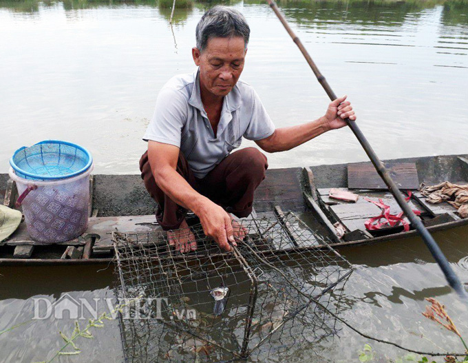 nuôi tôm, nuôi kết hợp nhiều loài, tôm cua sò huyết nuôi chung, sò huyết xen canh tôm