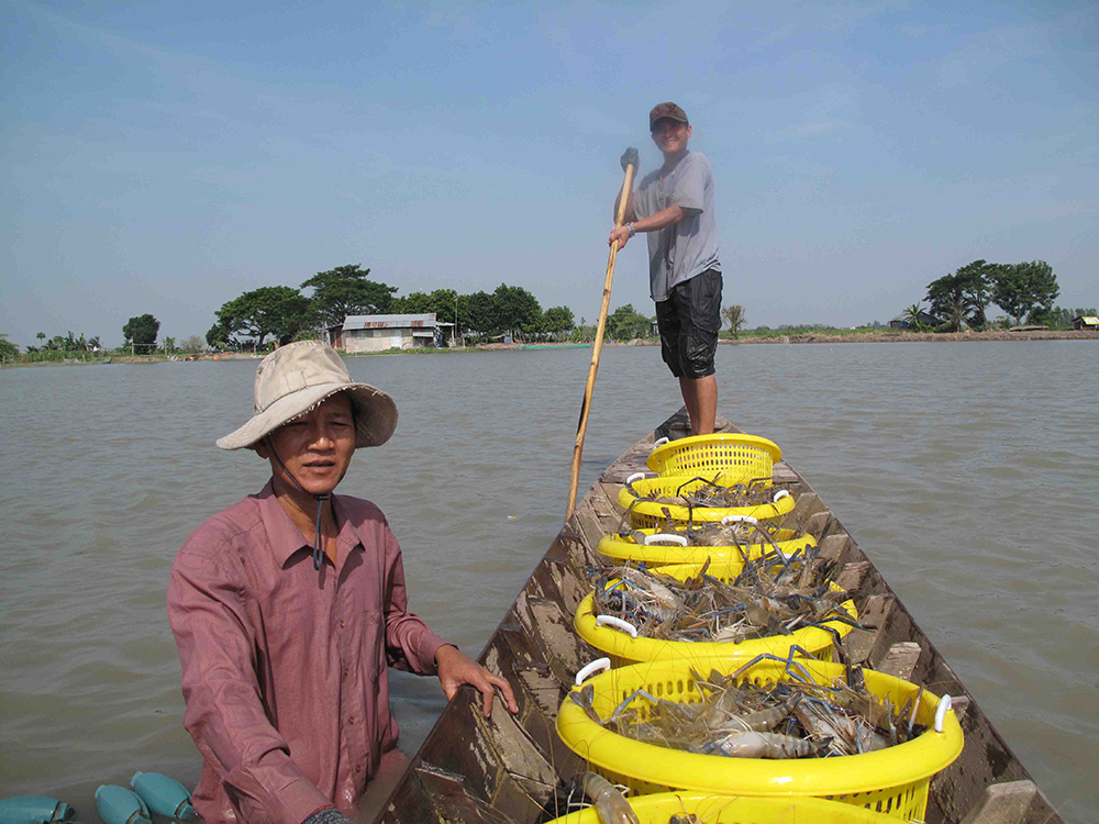 Tôm, cá, cá linh, nuôi tôm, giá tôm, giá cá, cá tra giống