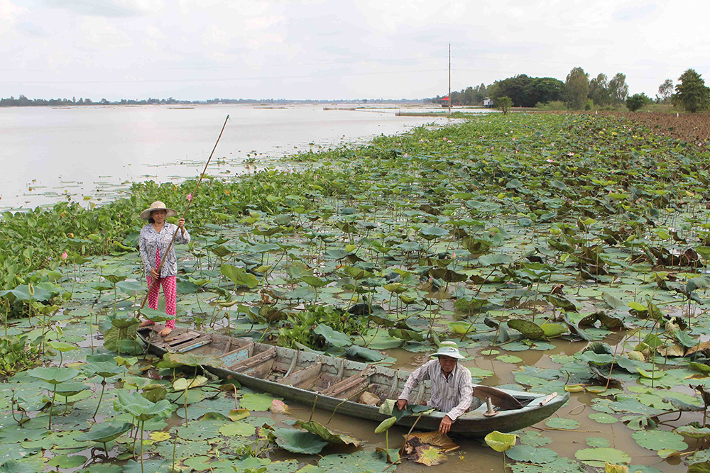 Tôm, cá, cá linh, nuôi tôm, giá tôm, giá cá, cá tra giống