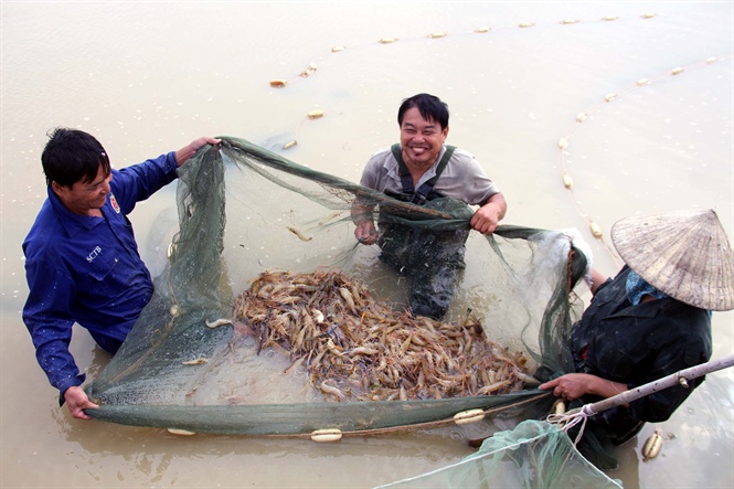 thủy sản, nuôi cá, nuôi trồng thủy sản, diện tích nuôi thủy sản, nuôi tôm, nuôi tôm càng xanh, Nghệ An