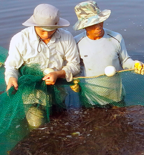 thủy sản, nuôi tôm, nuôi tôm Quảng Ninh, thủy sản Quảng Ninh, nông dân nuôi tôm,