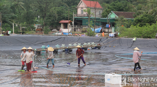 nuôi tôm mùa mưa bão, nuôi tôm mùa bão, nuôi tôm, nuôi trồng thủy sản, thuỷ sản thiệt hại do mưa bão