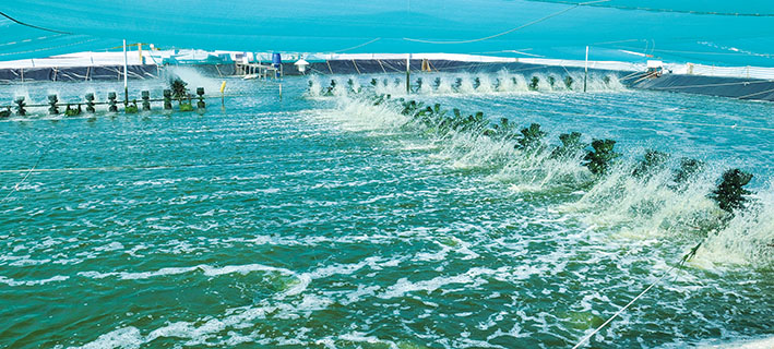 nuôi tôm siêu thâm canh, nuôi tôm siêu thâm canh Cà Mau, nuôi tôm