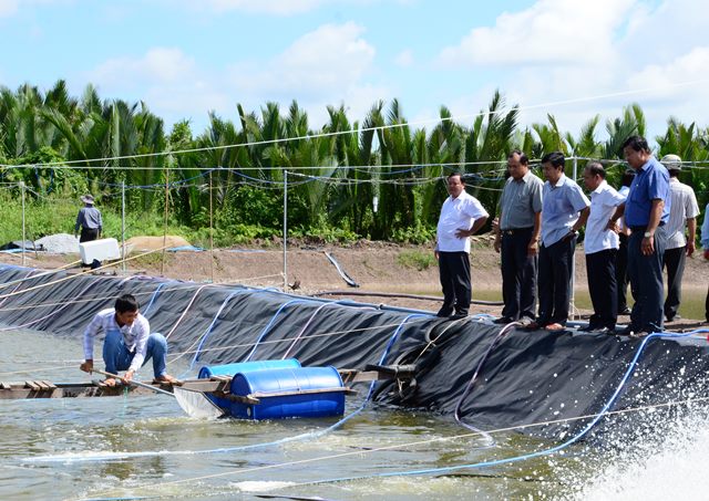 nuôi tôm siêu thâm canh, nuôi tôm, nuôi tôm thẻ chân trắng, công nghệ nuôi tôm, nuôi tôm Cà Mau