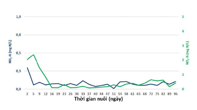 nuôi tôm công nghiệp, nuôi tôm, nuôi tôm thâm canh, nuôi tôm không thay nước