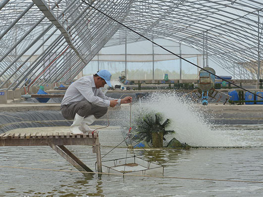 nuôi tôm công nghiệp, nuôi tôm, nuôi tôm thâm canh, nuôi tôm không thay nước