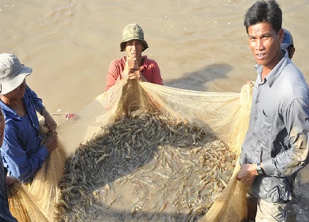 ứng dụng công nghệ cao trong nuôi tôm, nuôi tôm bằng công nghệ sinh học