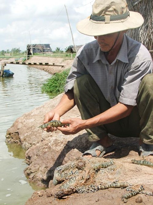 nuôi tôm, mô hình nuôi tôm, nuôi tôm công nghiệp trải bạt, tôm