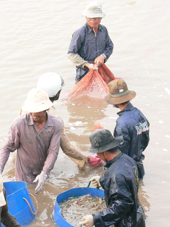 nuoi tom su thanh phu