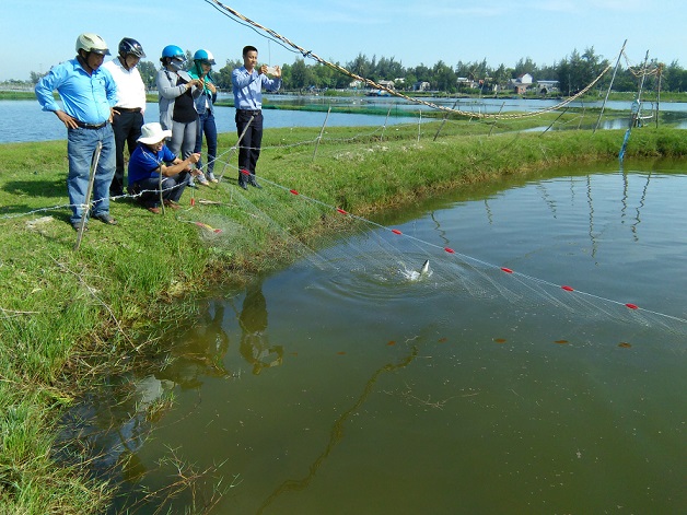 kỹ thuật nuôi tôm sú, nuôi tôm sú xen cá đối nục, nuôi tôm sú và cá đối, tôm sú - cá đối, kỹ thuật nuôi tôm