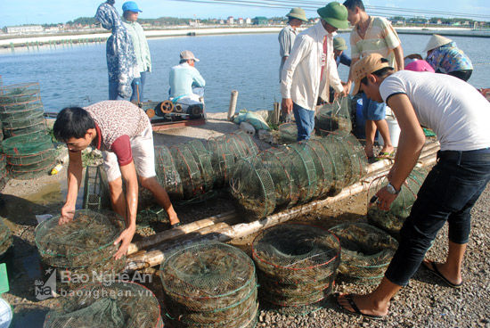 nuôi tôm, mô hình nuôi tôm, thâm canh, quy trình VietGAP, nuôi tôm Nghệ An, nuôi tôm trong nhà lưới, nhà kính, nuôi tôm trải bạt