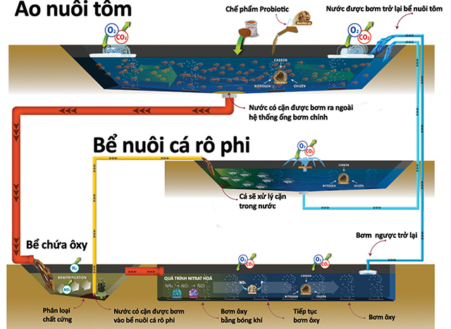 Nuôi tôm trên cạn:Mô hình tương lai