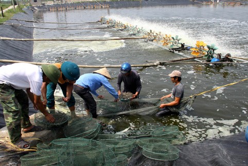 Mô hình nuôi tôm trên cát của công ty Sao Đại Dương, lợi nhuận 500 triệu đồng/ha