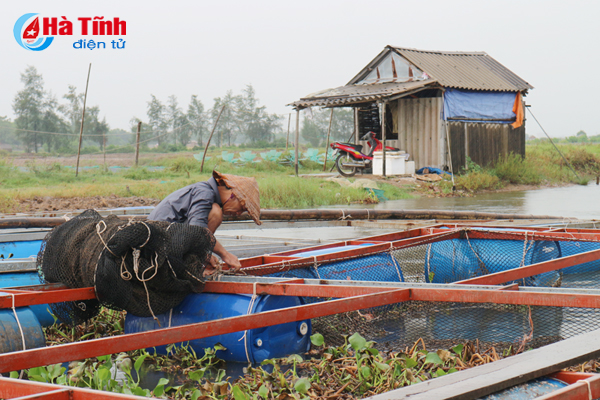 nuôi tôm mùa mưa bão, nuôi tôm mùa bão, nuôi tôm, nuôi trồng thủy sản, thu hoạch tôm chạy bảo